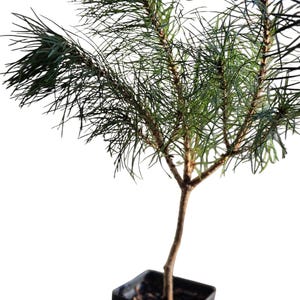 Sosna chińska czerwona