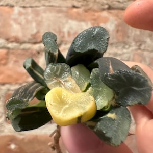variegated Haworthia