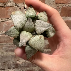 Haworthia