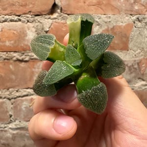 Variegated Haworthia