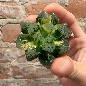Variegated Haworthia