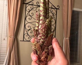 Racinaea spiculosa var. Micrantha