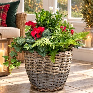 May include: A round, woven wicker basket planter featuring a mix of vibrant red cyclamen flowers, green ivy vines, delicate ferns, and small white blossoms. The basket has a natural, textured finish with a tapered shape and a sturdy base.