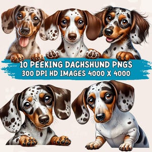 May include: A collection of five dachshund illustrations with various coat patterns and expressions. The dogs are peeking over a blue banner that reads "10 PEEKING DACHSHUND PNGS 300 DPI HD IMAGES 4000 X 4000". The dogs have brown, black, and white markings.