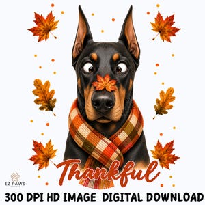 May include: A black and tan Doberman dog wearing a plaid scarf with an orange maple leaf on its nose, surrounded by floating autumn leaves and orange dots. The text Thankful is written below the dog, with EZ PAWS GRAPHICS and 300 DPI HD IMAGE DIGITAL DOWNLOAD at the bottom.
