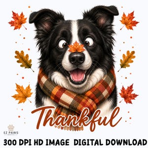 May include: A black and white dog with a cross-eyed expression, wearing a plaid scarf in shades of orange, brown, and cream. A single orange maple leaf rests on the dog's nose, surrounded by floating autumn leaves and the text Thankful.