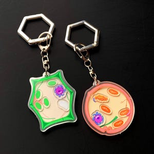 May include: Two keychains with silver-colored hexagonal clasps. One keychain features a green-outlined, irregularly shaped design with internal cell structures. The other keychain has a pink-outlined, circular design with internal cell structures.