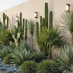 May include: A lush, landscaped garden featuring a variety of desert plants. Tall, green cacti and spiky succulents are arranged in front of a light-colored wall with modern sconces. The garden includes agave plants and ornamental grasses.