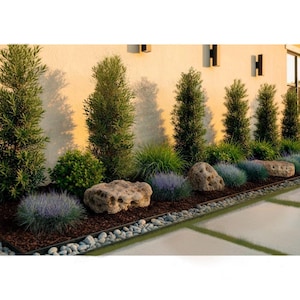 May include: A landscaped garden bed featuring a variety of plants and rocks. The bed includes small trees, green and blue-green grasses, and large, textured rocks. The backdrop is a light-colored wall with dark rectangular accents.