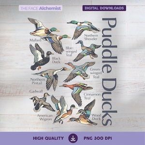 Könnte beinhalten: Ein digitaler Download mit Illustrationen verschiedener Entenarten, darunter Stockente und Mandarinente. Das Bild enthält den Text "Puddle Ducks", "Digital Downloads" und "High Quality PNG 300 DPI".