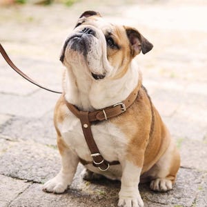 May include: A brown and white English bulldog sits on a stone surface, wearing a brown leather collar and harness. A brown lead extends from the harness. The dog looks upwards with a curious expression.