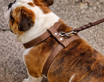 Leder Hundegeschirr, Welpengeschirr und Leine, Brustgeschirr für Hunde, Welpengeschirr, Hundegeschirr nach Maß, personalisiertes Hundezubehör