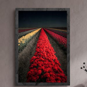 May include: A framed print featuring rows of colorful tulips in a field. The image showcases a vibrant display of red, yellow, and purple flowers, creating a striking visual contrast against the dark sky and soil.