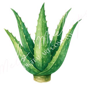 Watercolor Aloe Vera Leaves PNG, Botanical Greenery Clipart, Succulent Plant Art, Herbal Leaf Design, Sublimation & Digital Download