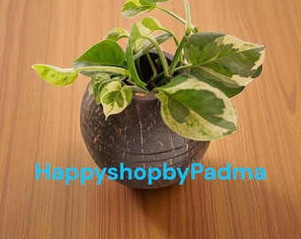 Eco friendly Coconut shell - 3 line planter or pen stand for home or gifting