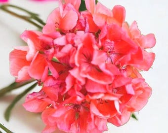 100 of Geranium Seeds Springtime | Fragrant Non-gmo Flowers | Easy to Grow  Annual Garden Blooms - Etsy