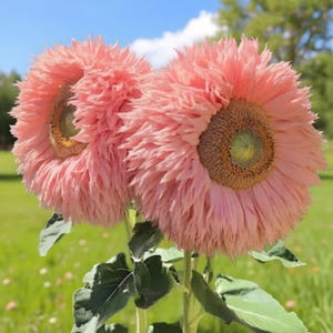 Giant Pink Sunflower Seeds: Non-GMO Heirloom Variety, Garden Decor