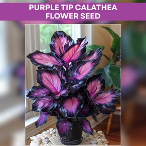 Purple Tip Calathea Live Plant - Etsy