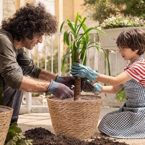 May include: A woven, light brown planter with a plant inside is being held by two people wearing gloves. The planter is round and has a textured surface. The plant has long, green leaves. Soil is visible around the planter.