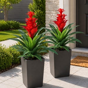 May include: Two tall, dark gray, square-shaped planters each containing a vibrant bromeliad plant. The plants feature long, pointed, deep green leaves and a central, upright, bright red flower spike with layered, petal-like bracts.