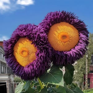 50 Organic Sunflower Seeds for Planting - Non-GMO, Heirloom Garden Seeds | Easy to Grow, Pollinator Friendly | Great for Bees & Butterflies