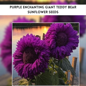 May include: Close-up of two vibrant purple Teddy Bear sunflowers in full bloom. The flowers have a fluffy, textured appearance with dark centers. The image includes the text "PURPLE ENCHANTING GIANT TEDDY BEAR SUNFLOWER SEEDS" at the top.