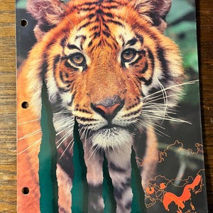May include: Close-up of a tiger's face with orange and black stripes. The tiger is looking directly at the camera. The background is a blurred green and brown. A map of Asia is in the lower right corner of the image. The map is orange and shows the range of the tiger.