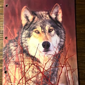 May include: A close-up of a wolf's face, looking directly at the camera. The wolf is gray and brown with a white muzzle. The wolf is surrounded by red branches.