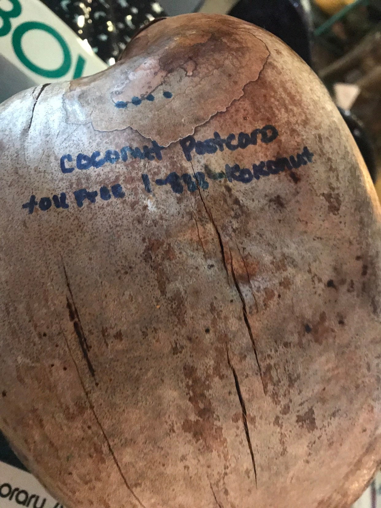 Vintage Hawaii Painted Coconut. Hand Painted Coconut. Maui, Hawaii