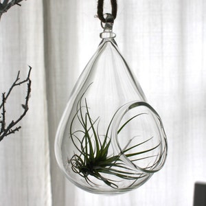 hand blown glass plant globe hanging terrarium
