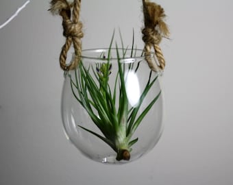 hanging cup style hand blown glass plant terrarium