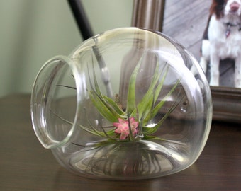 hand blown glass igloo plant terrarium