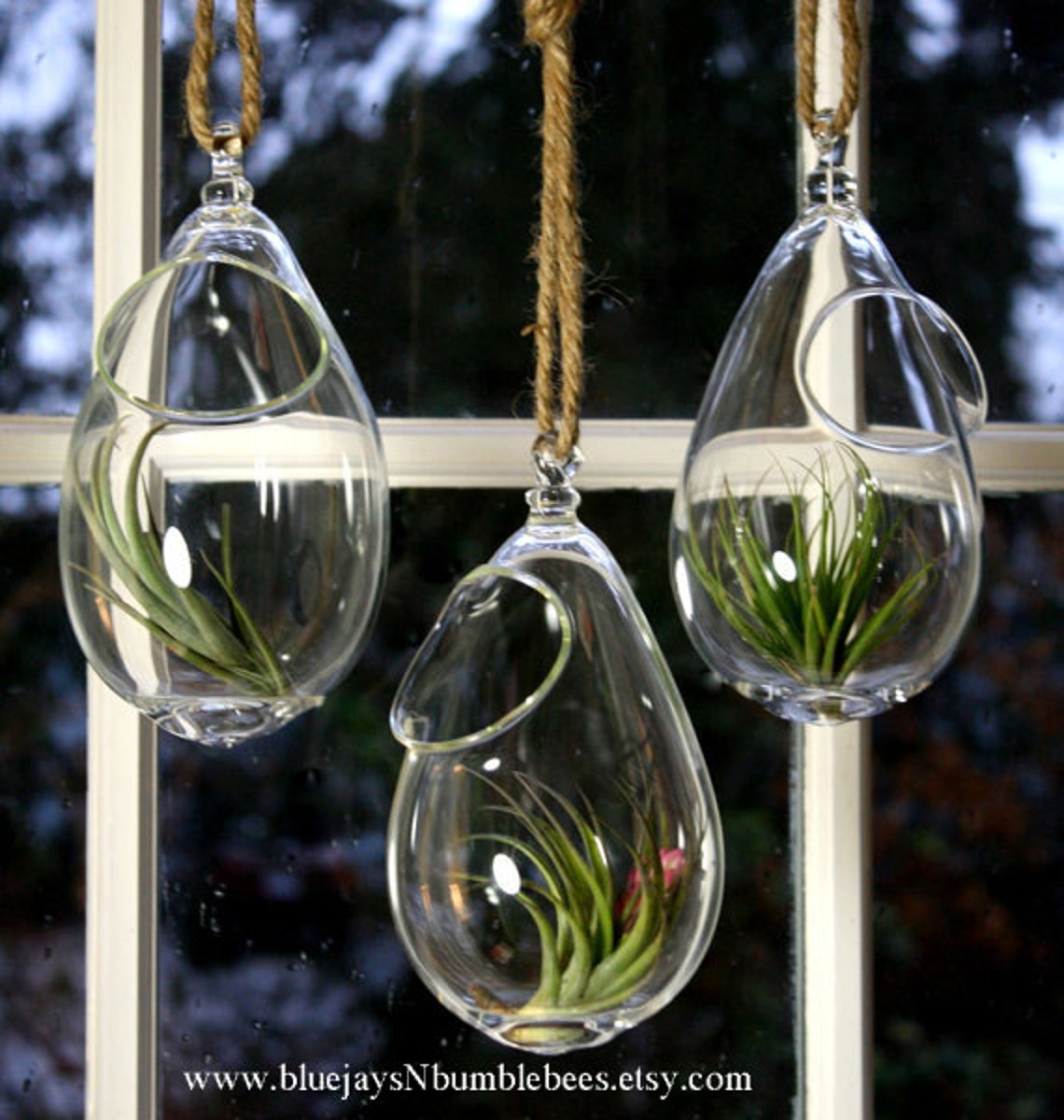 Hand Blown Glass Plant Globe Hanging Terrarium Etsy