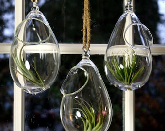 hand blown glass plant globe hanging terrarium