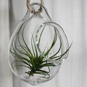 hand blown glass plant globe hanging terrarium