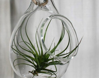 hand blown glass plant globe hanging terrarium