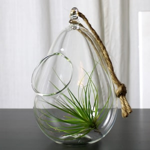 sitting or hanging hand blown glass plant globe terrarium image 1