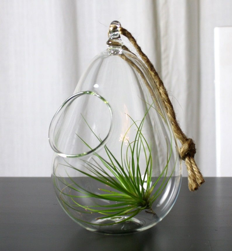 sitting or hanging hand blown glass plant globe terrarium image 1