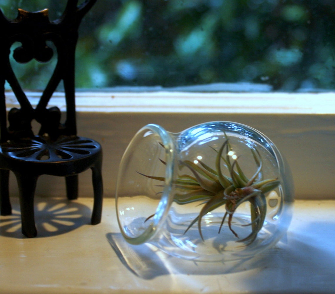 Mini Hand Blown Glass Globe Sitting Plant Terrarium Etsy