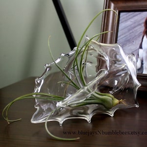 hand sculpted blown glass seashell plant terrarium