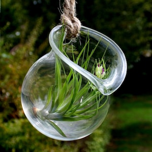 hanging jug style hand blown glass plant terrarium