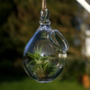 hand blown glass plant globe tiny hanging terrarium