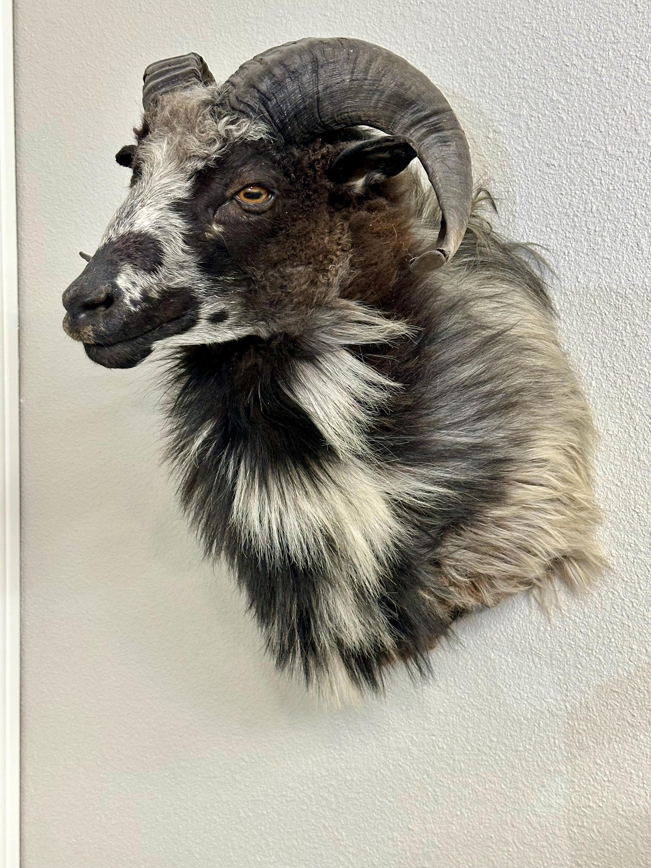 Icelandic Sheep Mount