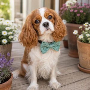 May include: A Cavalier King Charles Spaniel with brown and white fur wearing a textured, light green crocheted bow tie around its neck. The dog has long, wavy ears, a white blaze on its forehead, and dark brown eyes looking directly forward.