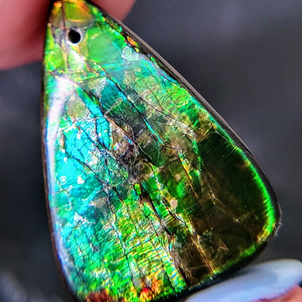 OOO- RARE Collector's Ancient Canadian Ammolite Fossil drilled cabochon bead 30mm x 20mm x 4mm