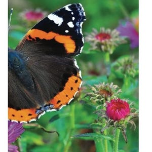 Butterfly Journal