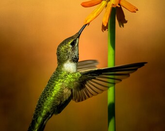 Hummingbird in Flight, Photograph, Presented as an 8" x 8" Print