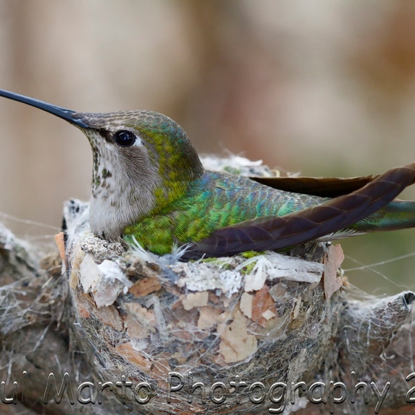 Anna's Hummingbird on Nest, Photograph, Presented as an 8" x 12" Print