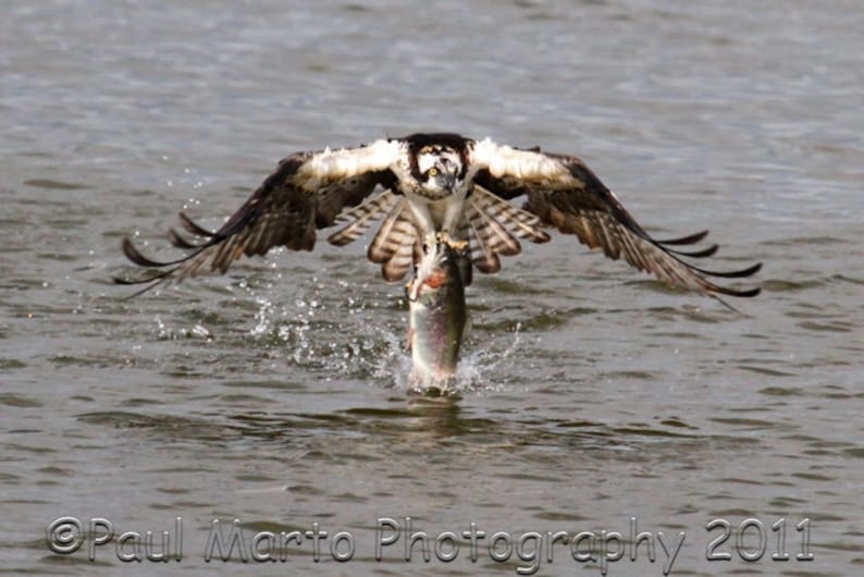 Osprey with Rainbow Trout, Photograph, Presented as an 8 x 12 Print image 1