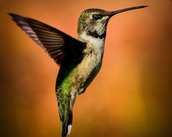 Hummingbird in Flight, Photograph, Presented as an 8" x 8" Print